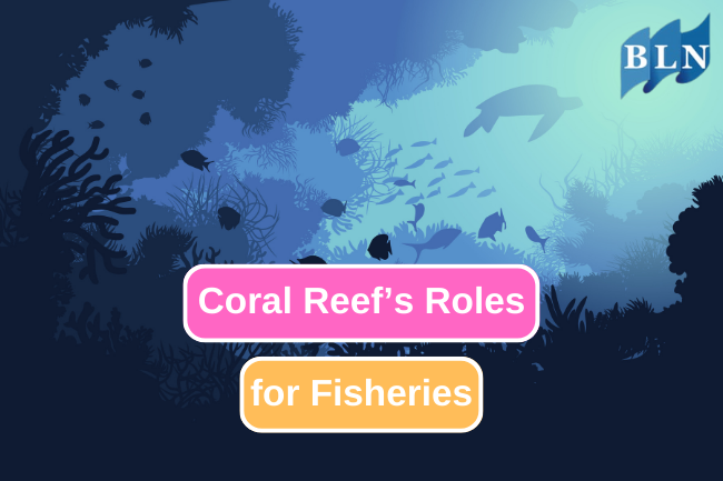 Benefits of Coral Reefs to the Fishing Industry